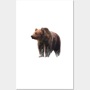 Bear Posters and Art